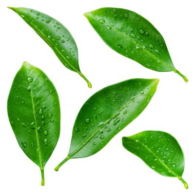 Citrus leaves with drops isolated on a white background clipart