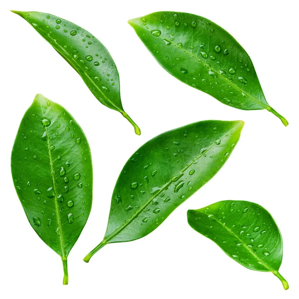 Citrus leaves with drops isolated on a white background — Stock Photo, Image