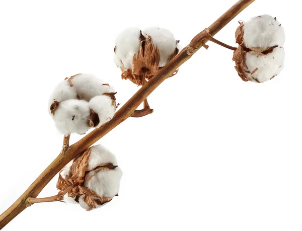 白で隔離される綿植物 — ストック写真