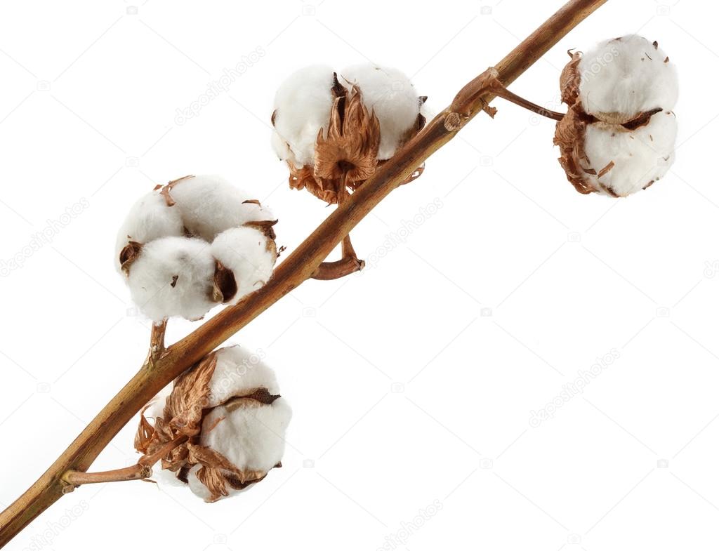Cotton plant isolated on white