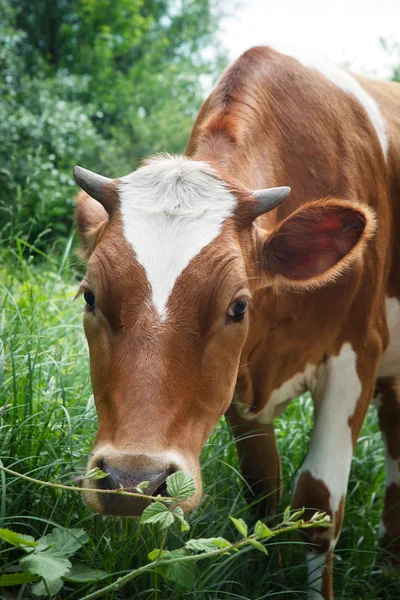 緑の夏の牧草地で牛します。被写体の背景 — ストック写真