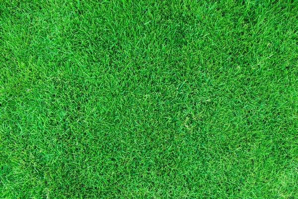 Textura de fondo de hierba verde. — Foto de Stock