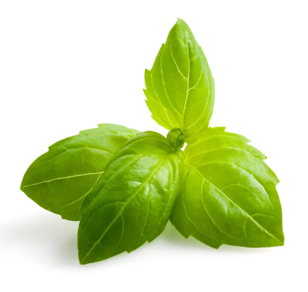 Basil isolated — Stock Photo, Image