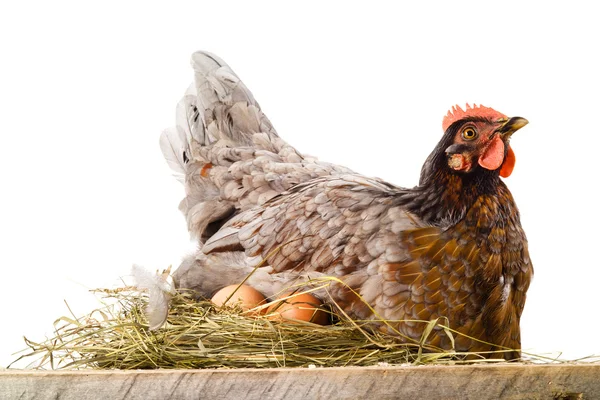 Pollo con huevos aislados sobre blanco — Foto de Stock