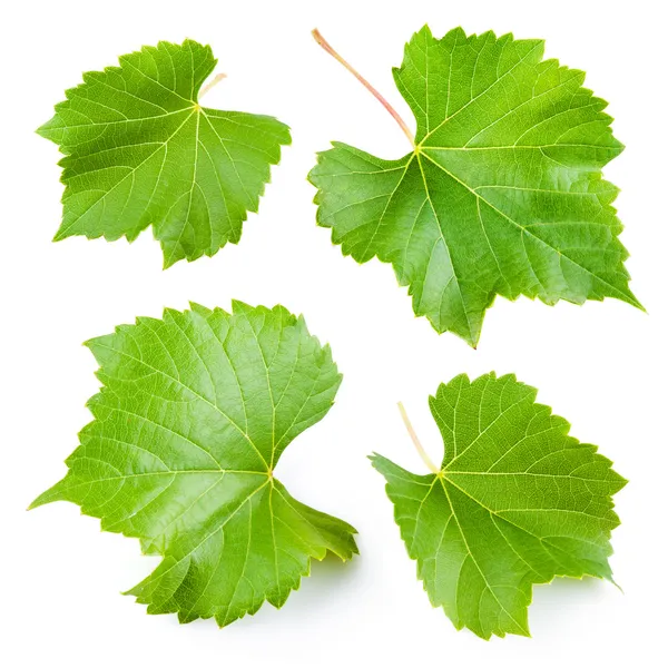 Grape leaves isolated on white. Collection — Stock Photo, Image