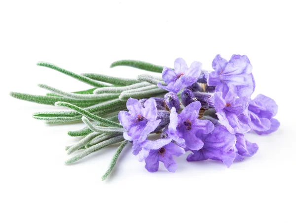 Lavanda. Flores isoladas em branco — Fotografia de Stock