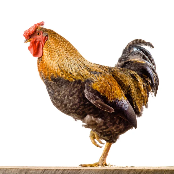 Gallo aislado sobre fondo blanco — Foto de Stock