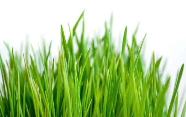 Erba verde isolato su sfondo bianco — Foto Stock