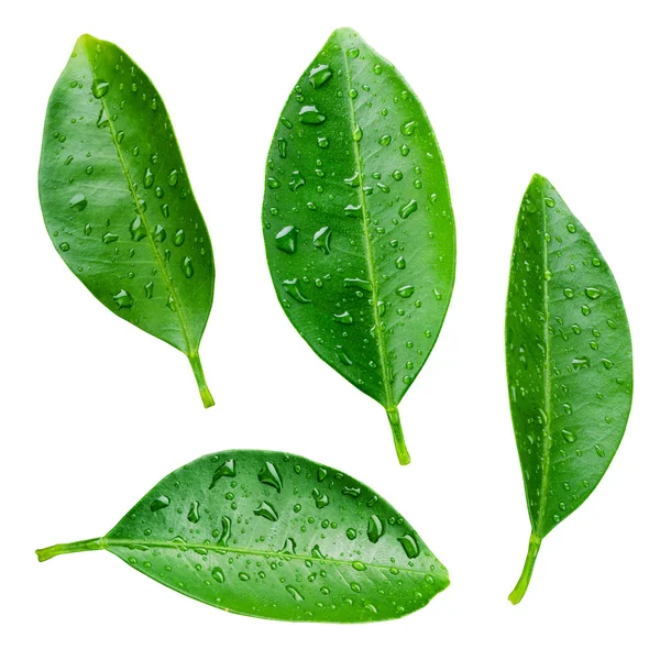 Beyaz üzerine damlalar bırakılmış turuncu yapraklar.