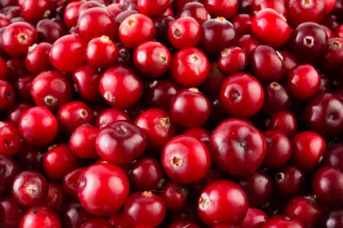 Kırmızı olgun cranberries arka plan