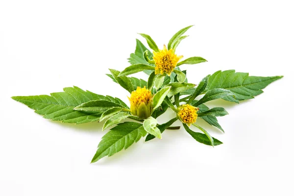 Bur-su - bidens cernua — Stok fotoğraf