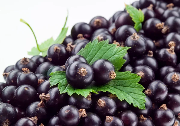 Ribes nero con foglia. Contesto — Foto Stock