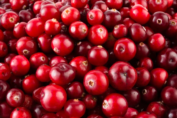 Kırmızı olgun cranberries arka plan