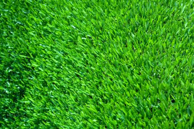 yeşil yeşillik arka plan.