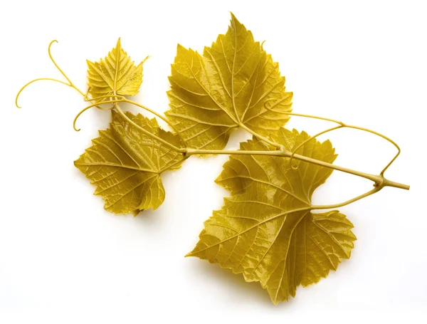 Ramo d'uva con foglie e viticci su fondo bianco. Dolma. — Foto Stock