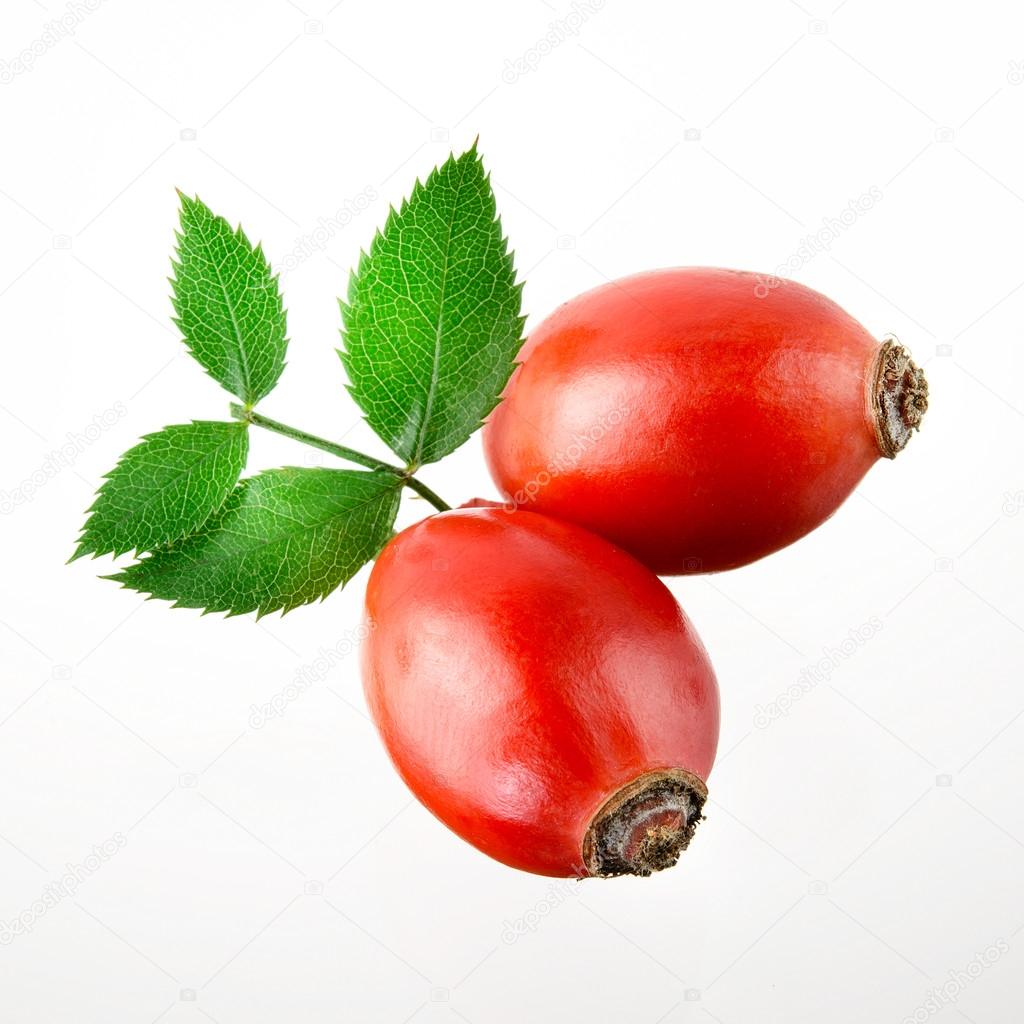 Rose hip. Two berries isolated on a white background.