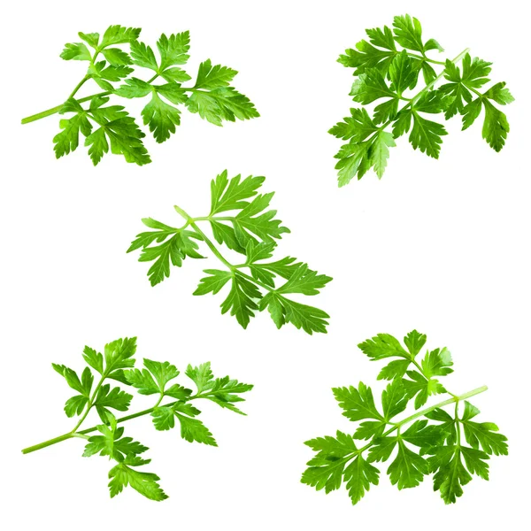 Collection of parsley isolated on white — Stock Photo, Image