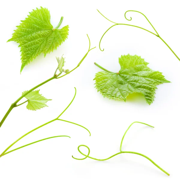 Grape leaves and tendrils isolated on white. Collection — Stock Photo, Image