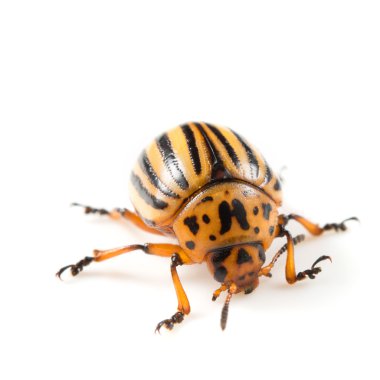 Colorado patates böceği (Leptinotarsa decemlineata)