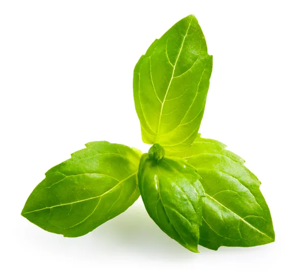 Basil. Leaves isolated on white background — Stock Photo, Image