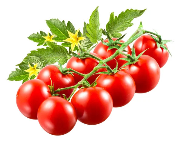 Cherry tomatoes with leaves on branch isolated. — Stock Photo, Image