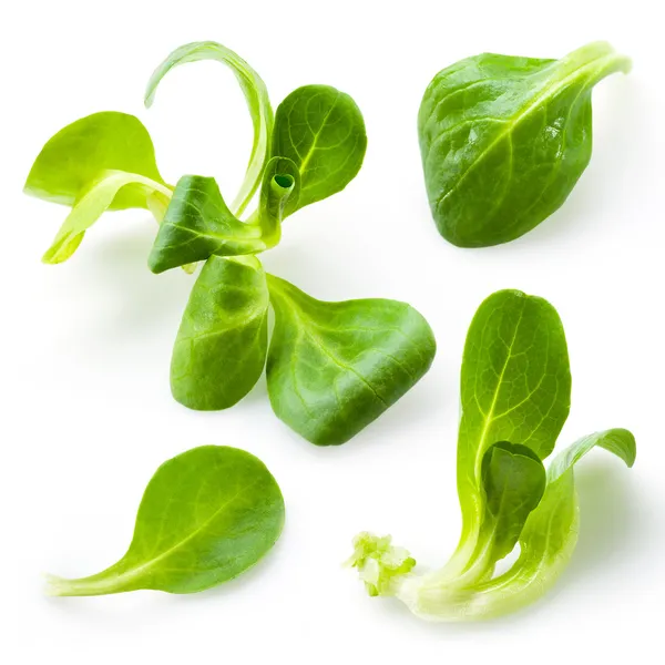 Veldsla. mache salade geïsoleerd op wit — Stockfoto