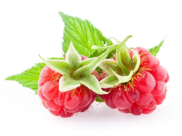 Framboises avec des feuilles isolées sur fond blanc — Photo