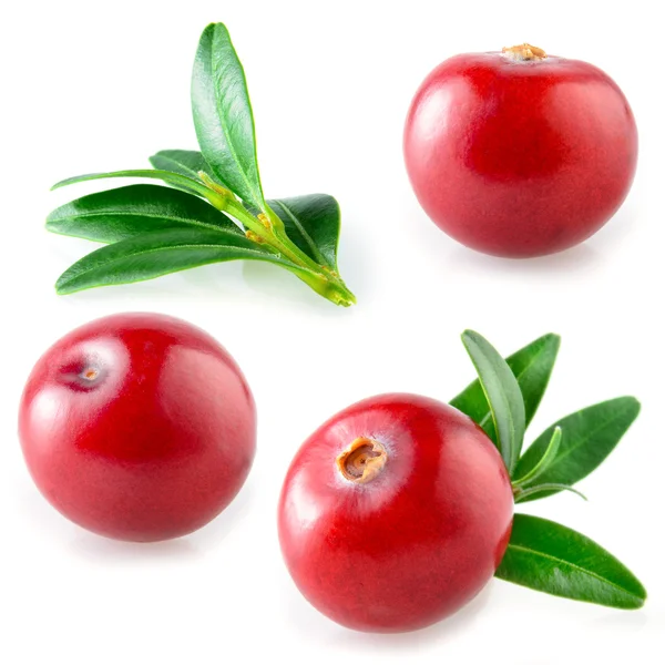 Cranberry terisolasi. Koleksi putih — Stok Foto