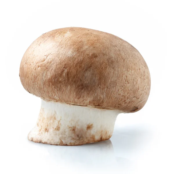 Cogumelo. Champignon real em branco — Fotografia de Stock
