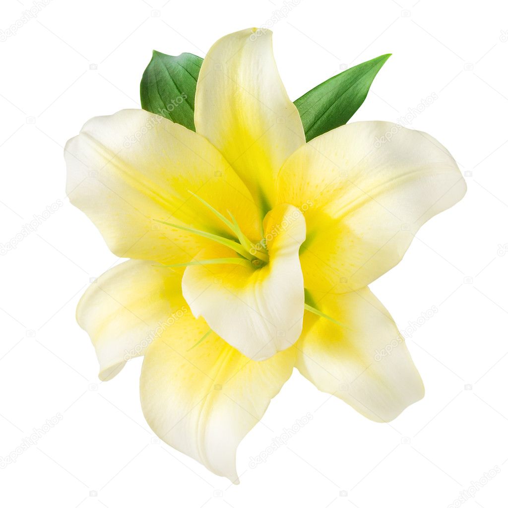 Vanilla Flower isolated on white. With clipping path