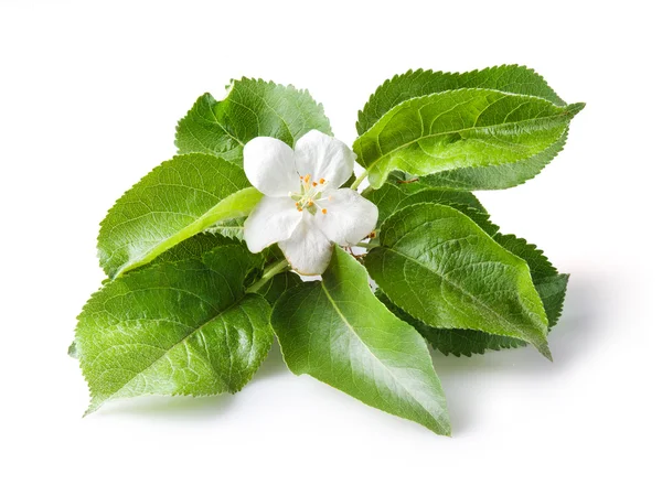 Closeup of apple blossoms over white — Stock Photo, Image