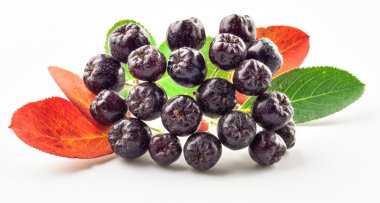 Beyaz arka plan üzerinde izole chokeberry