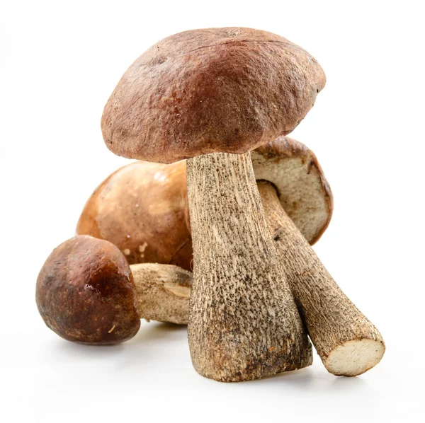 Brown cap boletus isolated. Birch forest mushroom. — Stock Photo, Image