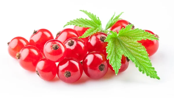 Red currant with leaves — Stock Photo, Image