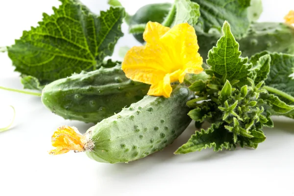 Cucumbers with leaves and flower — Stock Photo, Image
