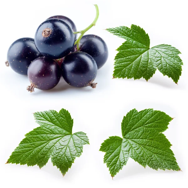 Black currant and leaves isolated. Collection — Stock Photo, Image