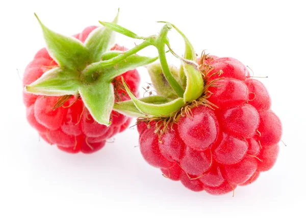 Framboises isolées sur fond blanc — Photo