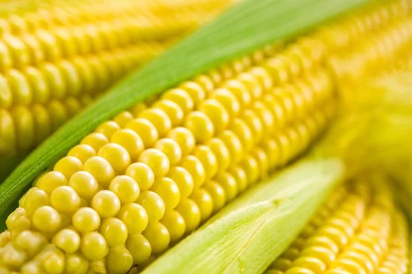Kukurydza. nieostrość — Zdjęcie stockowe
