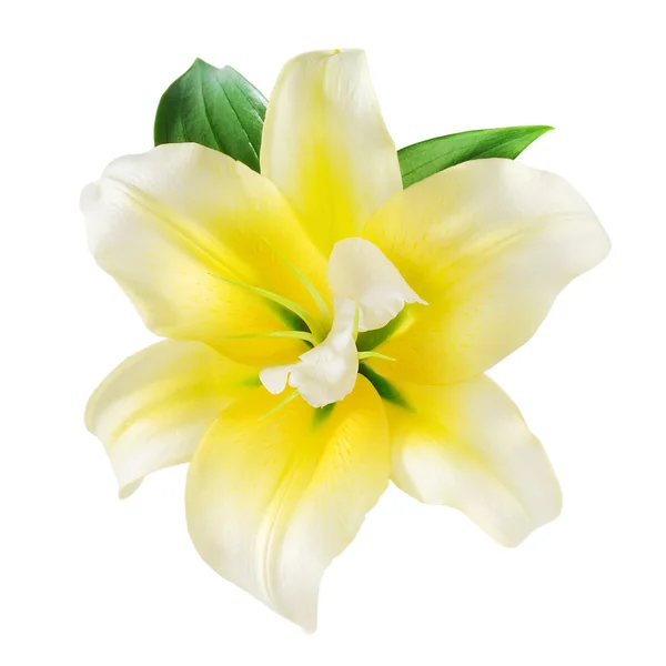 Vanille bloem. met uitknippad — Stockfoto