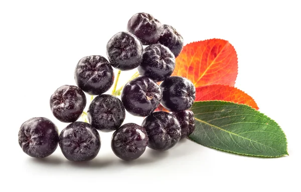 Aronia isolated — Stock Photo, Image