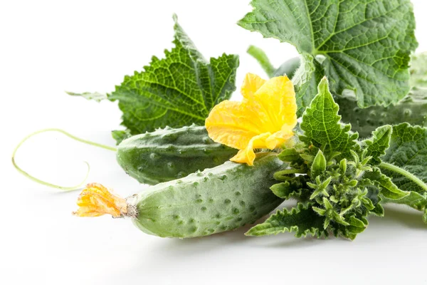 Tak van komkommers met bladeren en bloemen — Stockfoto