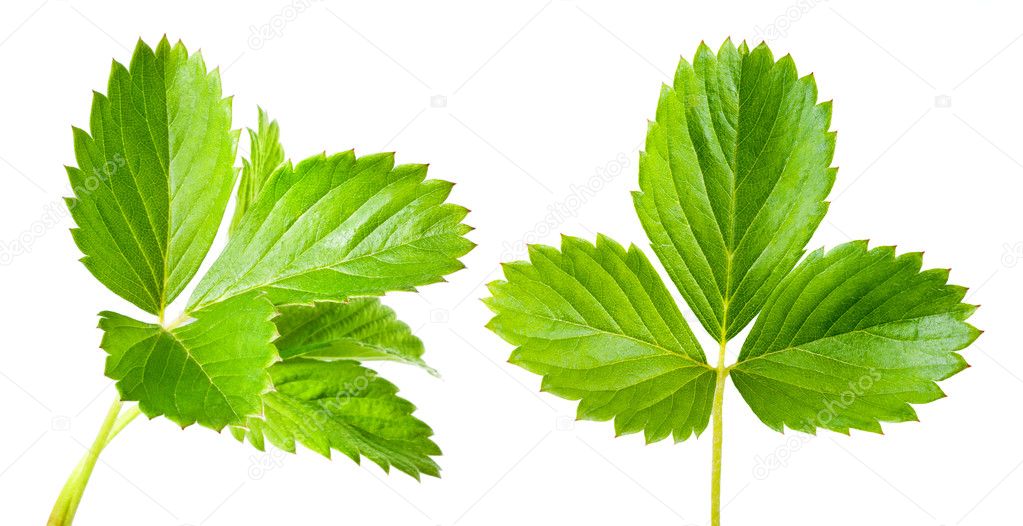 Strawberry leaves. Collection isolated on white