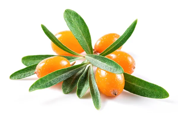 Sea buckthorn berries — Stock Photo, Image