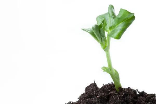 Young plant on white background — Stock Photo, Image