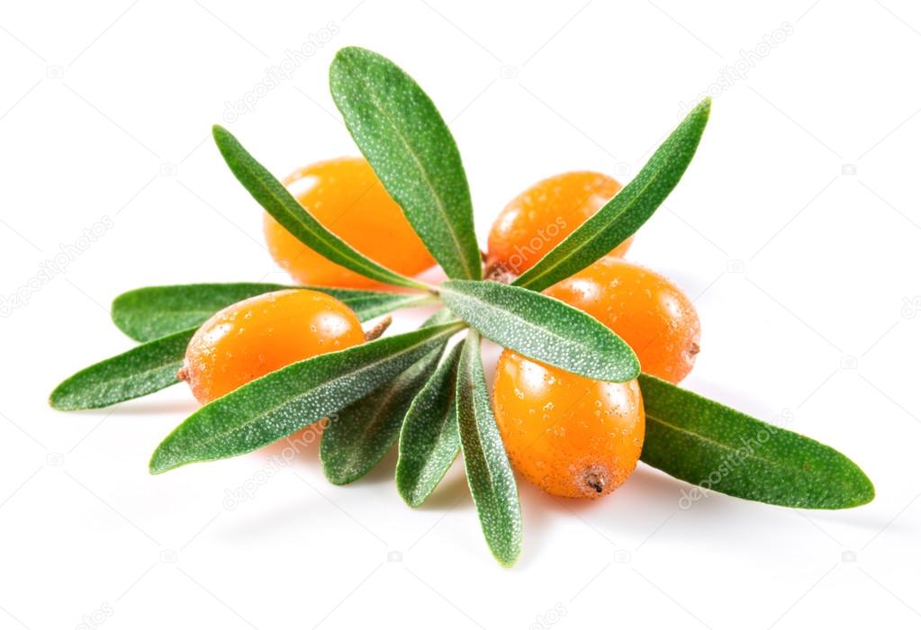 Sea buckthorn berries