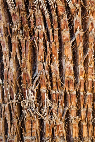Il palmo. Struttura della corteccia. Sfondo della natura — Foto Stock