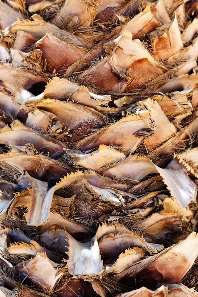 Il palmo. Struttura della corteccia. Sfondo della natura — Foto Stock