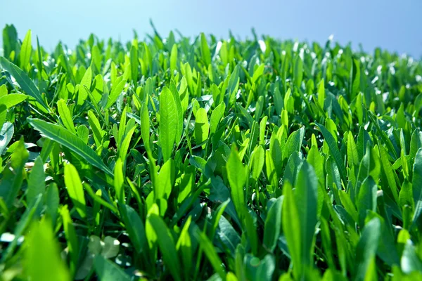 Sfondo verde con foglie verdi e cielo blu — Foto Stock