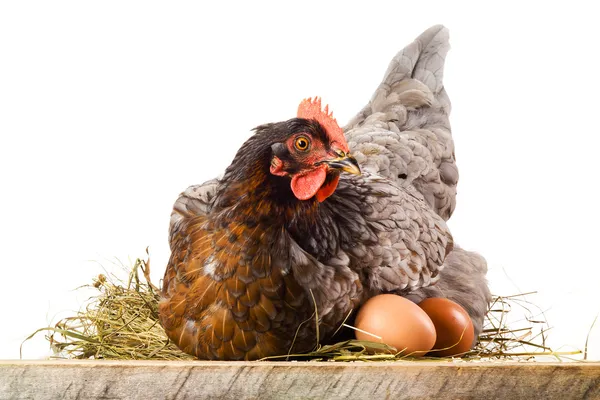 Hen in nest with eggs isolated on white — Stock Photo, Image