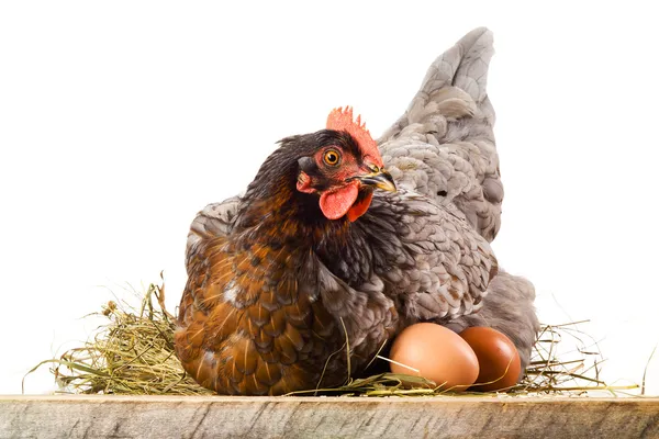 Gallina en nido con huevos aislados en blanco — Foto de Stock